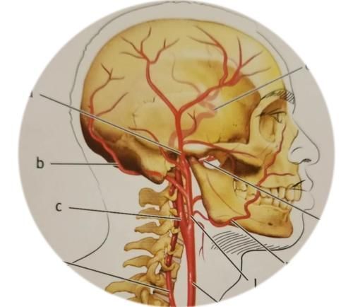 筋膜|颈椎病、富贵包、头痛手麻,都因为这个姿势!如何预防?