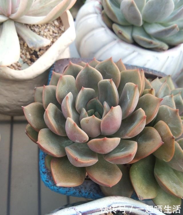 入秋后多肉如何变美,看看对比照来学习养护经验!