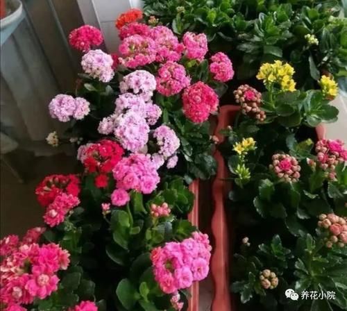 花友们都喜爱的“2种花”,开花漂亮又好养,还能大量繁殖