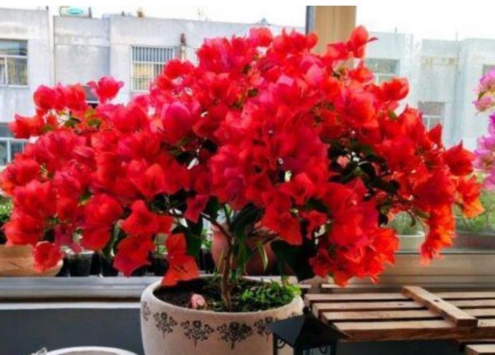 家里养上“4种花”，直接变成小花园，花开满盆，你家有吗？