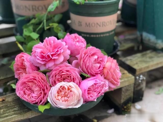 圆滚滚的绣球，瀑布般的花墙，这届花友也太会种花了吧