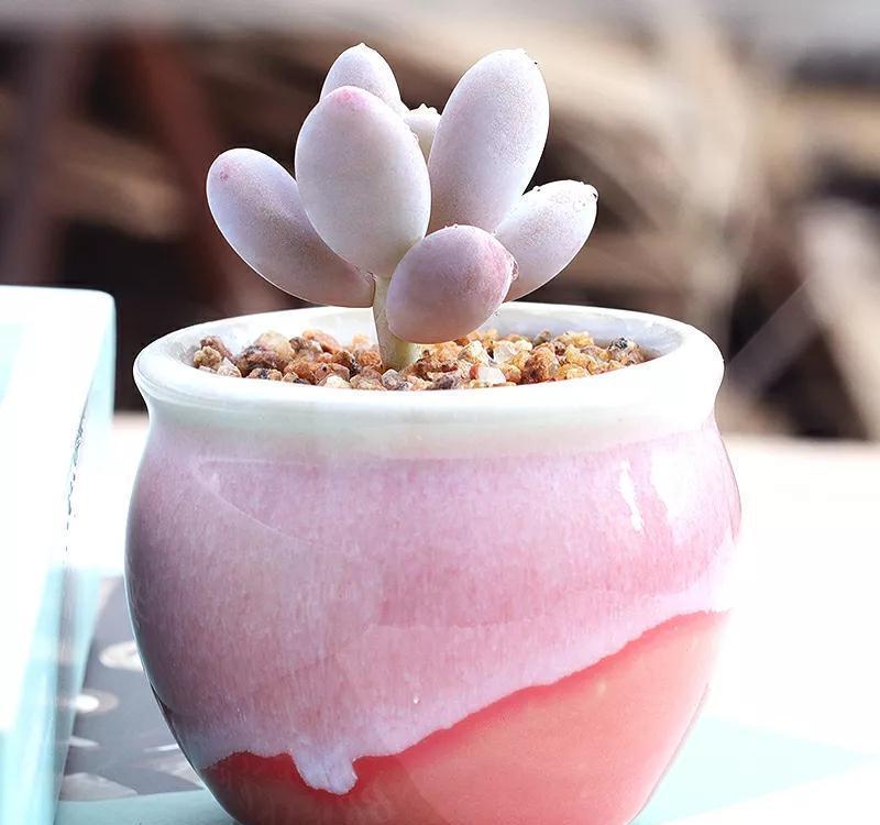 桃蛋，不要拿桃美人冒充，它不配和做姐妹，你知道区别在哪嘛