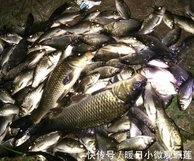 鱼儿|夏季夜钓时,这三个找鱼技巧要学会,诱鱼省时又省力