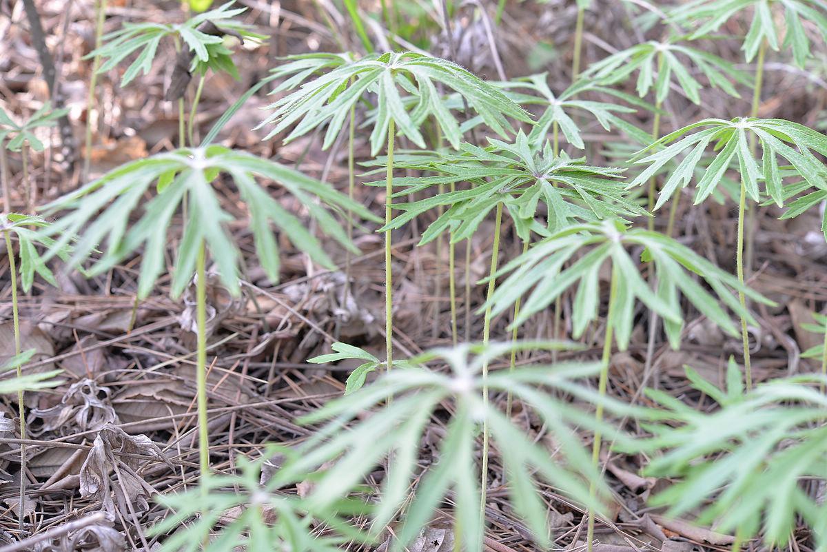 药用价值|农村一种似雨伞的野草，人称“一把伞”，老人却当做治腰痛良方