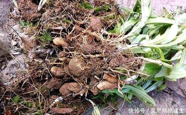 “它”被人称作“最丑”兰花,却因根茎有独特作用,深受男喜爱女