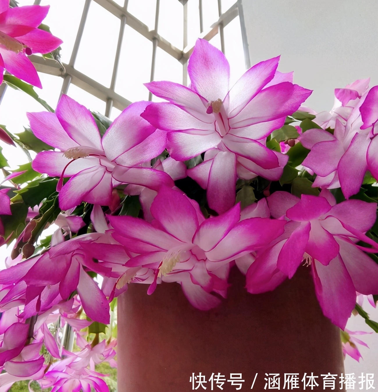 蟹爪兰喂点“大肥水”,叶片硬如铁,花苞鼓满盆,开花一百朵