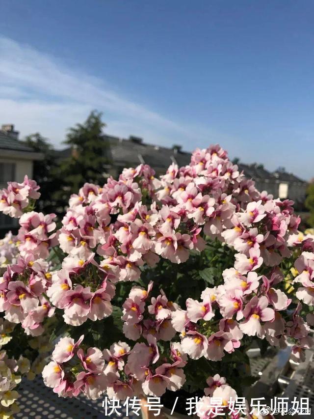 阳台新宠龙面花，花量超大颜色多，四季都开不停！