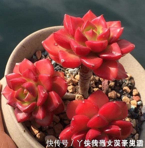 花友|原来可以把蒂亚“虐”这么红，4点掌握了，你养的蒂亚一样红！