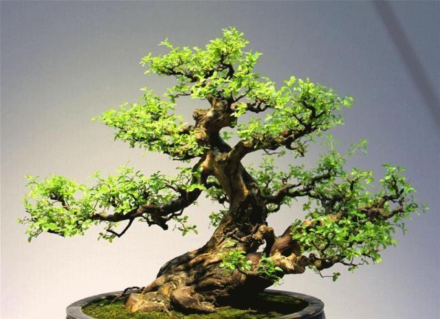 新手老桩盆景咋那么多老匠人学会5大“盆景嫁接法”就有了