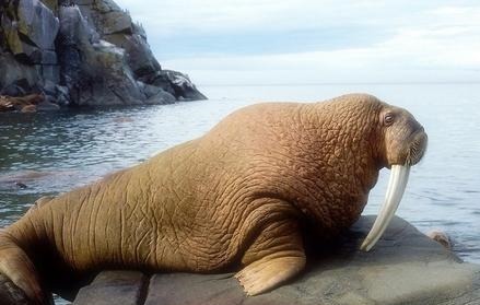 美女|麦哲伦舰队的水手淡水、野味、土著美女,靠岸必须享受