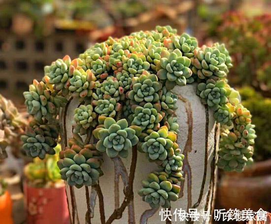 天越来越冷，多肉应该如何正确浇水？几招好方法，易上手、好操作