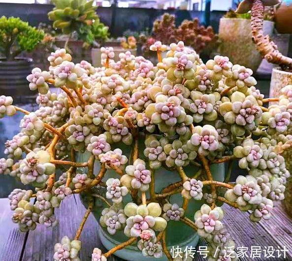 养多肉,做到“3控、1多、1勤”美艳多汁,胖成肉球