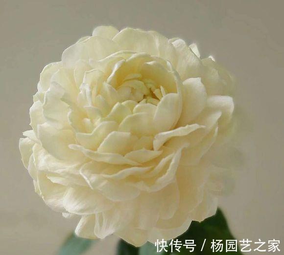 茉莉中“老大难”,虎头茉莉真难养?牢记4技巧,轮番开花赛牡丹