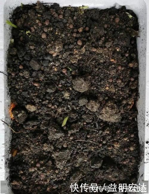 土壤|养花土里掺点它,碱性变酸性,花卉叶子呼呼长!