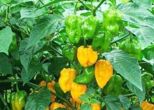 食物|女性不想显老,推荐多吃三种食物,改善气血,更显身体年轻