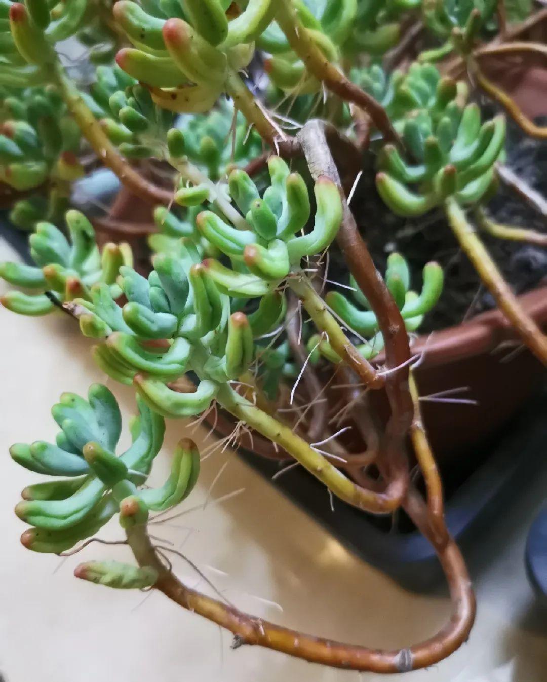 茉莉花扦插有机关,砍这一段枝条,插土里3天就活!