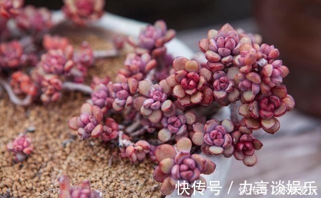 根系好的多肉,平时有这3种表现,及时培养快速长成老桩