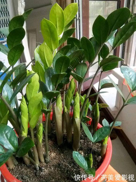 金钱树有“3怕2不喜”,难怪越养越稀疏,从不长新芽