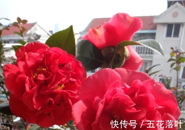 吉尼斯纪录|放弃月季吧！此花零下20度冻不死，花大如“脸盆”，盆栽地栽皆可！