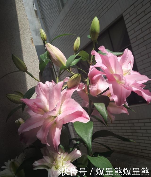 最好养的花之一，丢土里就能活，开花早，花香飘满室，适合新手养！