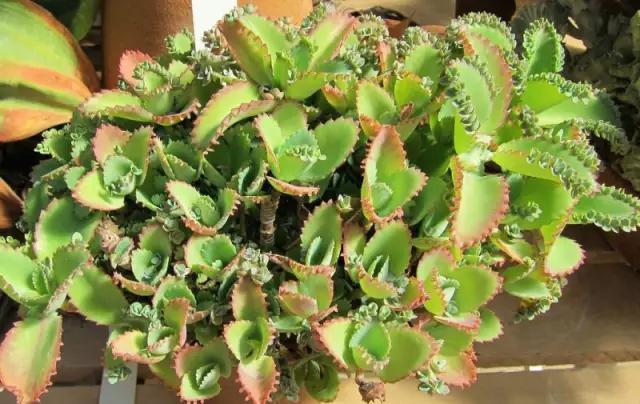 植株|养4种花“当心”,生长太快,就像“生物入侵”,养多了清理难