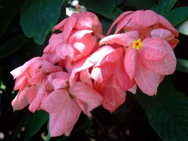 喜欢养花,那就养盆“荷兰菊”,花比叶多,冷热不忌,四季栽培