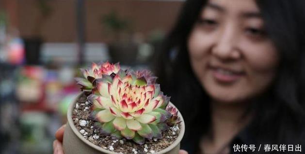 发新|老桩多肉发新根有没有什么巧招?肉友:有而且有3个