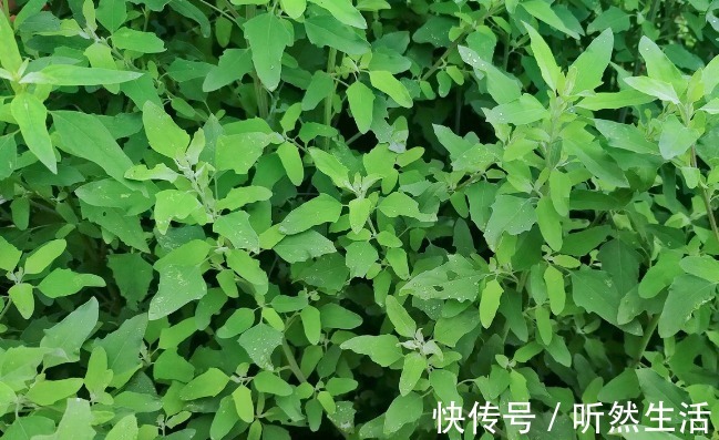 鱼腥草|66种野菜大图片，带你见识不同的野菜和吃法，你想要的野菜这里有