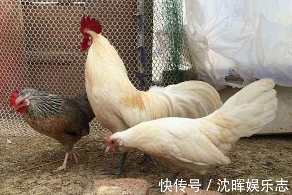 天生绝配|属鸡人和3个生肖组合成夫妻，天生绝配钱财万贯，儿女大有出息