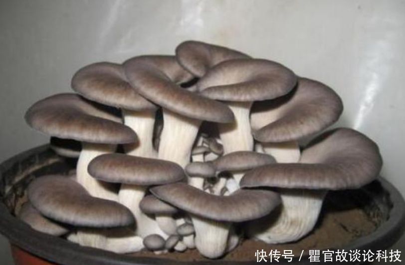 盆景|“1种蔬菜”种阳台,吃完一茬又一茬,养成盆景比花漂亮10倍