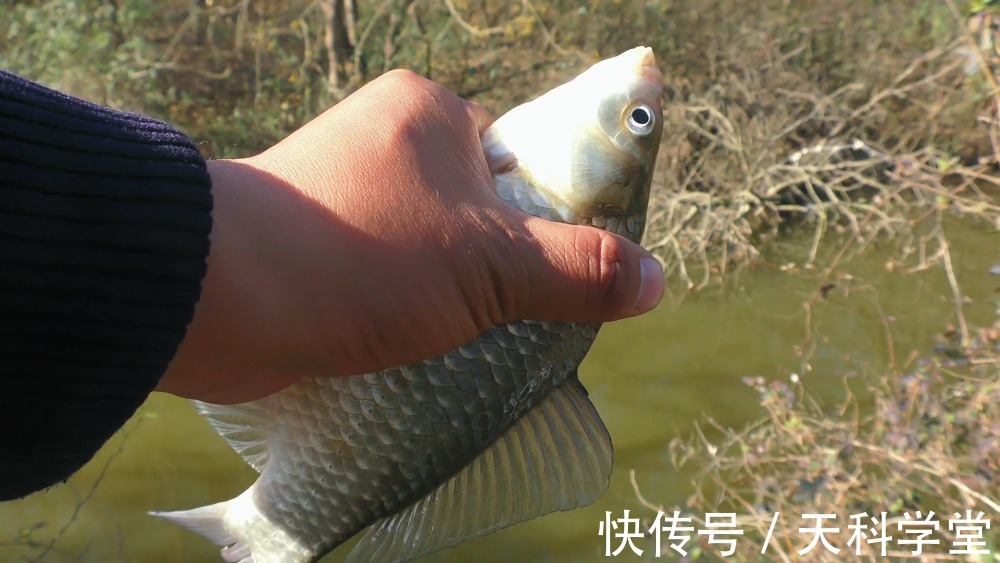 饵料|冬天鲫鱼开口轻，老钓手有方法针对，学会这3点提高中鱼率