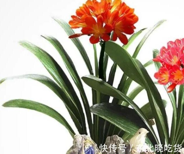 书房适合养这些精致盆栽,喜阴又好养,寓意好观赏价值高