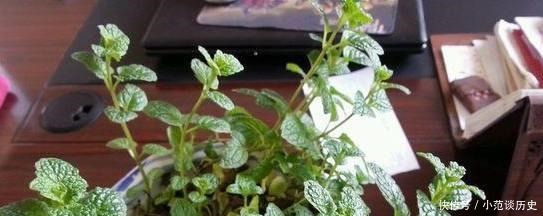 蚊子最“讨厌”这4种花,在客厅摆上一盆,整个夏天“没烦恼”!