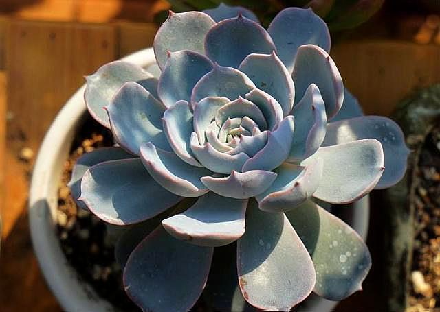 多肉植物换盆以后不生长，几点原因告诉你，很快恢复出状态！