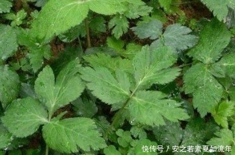 牙疼|父母托人从乡下带来了一种野菜,竟是治疗牙疼的良药,你认识吗?
