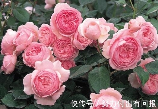 过年在朋友家住,院子设计太美了,满院子都是花卉,拍给大家看看