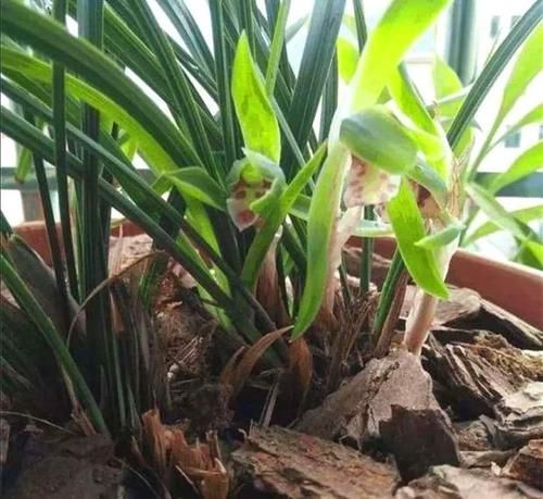 都知道松针土养花好，这几步都没做到，反而把花害惨了