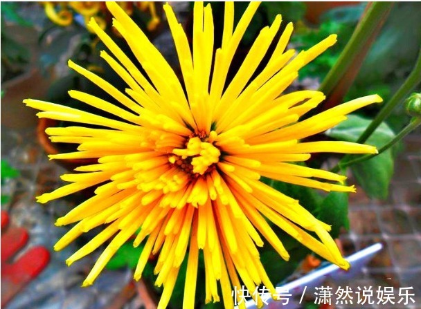 香梨|喜欢菊花，就养盆“珍稀名菊”黄香梨，看似黄金蝴蝶，偏偏起舞！