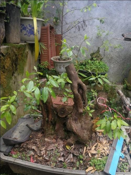 山上有什么植物适合用来做花卉盆景的吗？