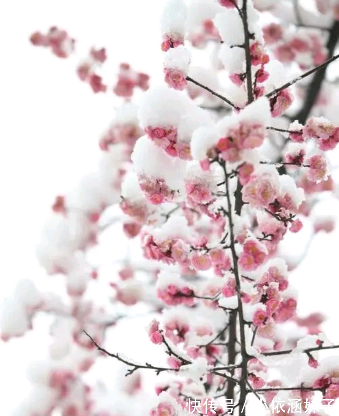 雪银！征联：梅骨几何？雪银十万芳心动，征对下联，并上期应征对联欣赏