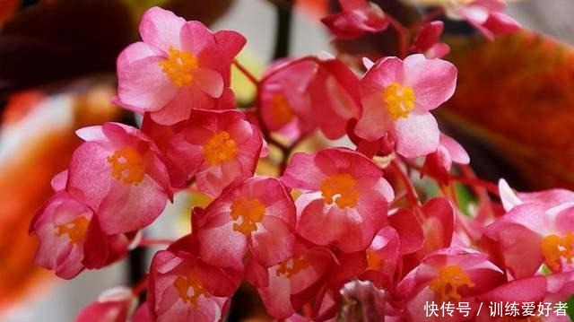 这3种花没必要花钱买,邻居家摘几片叶子,插在土里就冒根!