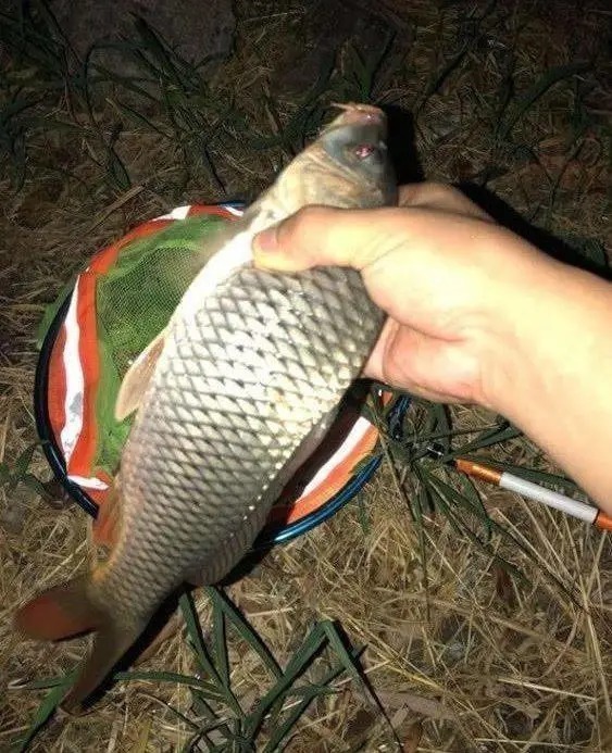 冬钓大板鲫,高手花了9年才悟出这几个“核心要领”,记牢了