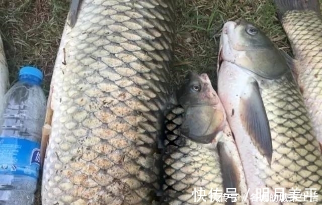 打窝器|都用玉米做钓,别人百斤爆护自己却颗粒无收,这几个原因参考一下