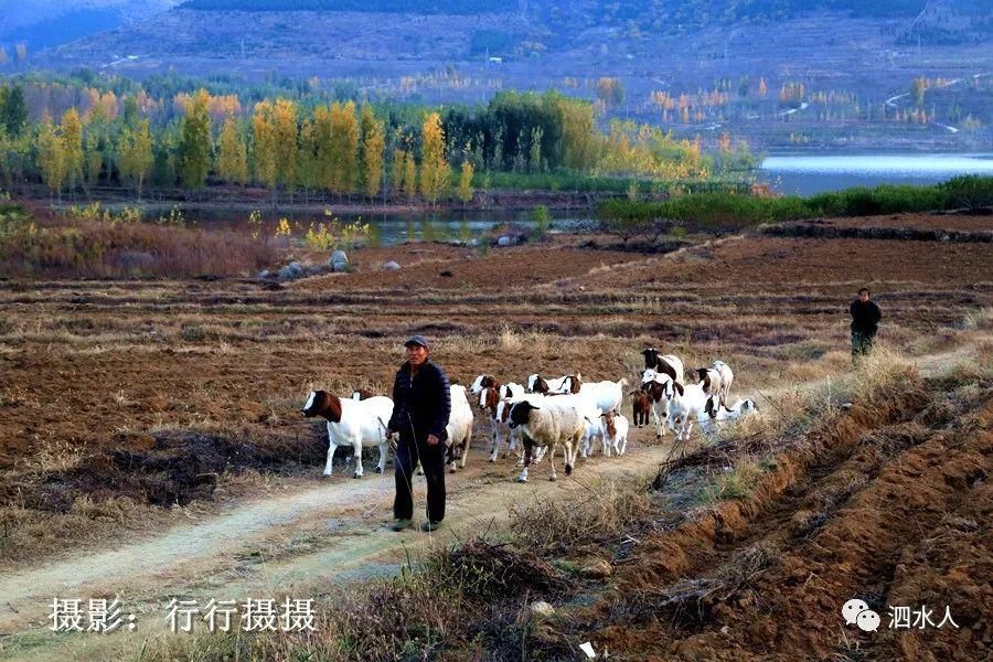  卧虎|新发现！泗水有一宛若卧虎的山，秋色正艳美如画