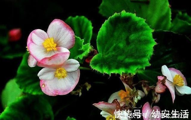 小花|卫生间适合养什么花推荐几种好活耐湿花,净化空气没异味