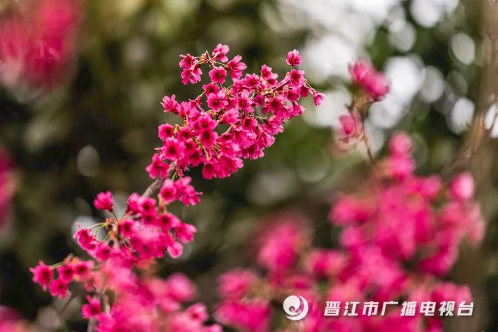 老年|惊艳来袭！晋江市区千亩“天然氧吧”，春节赏花好去处！