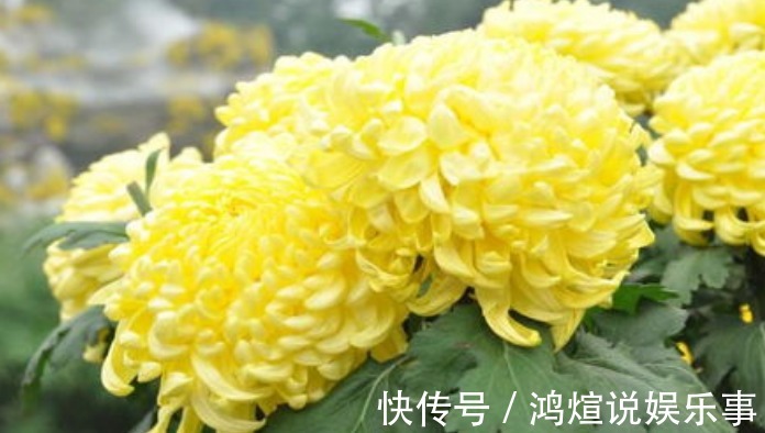 阳台就养这几种花,好养又好看,关键是还能泡茶喝!