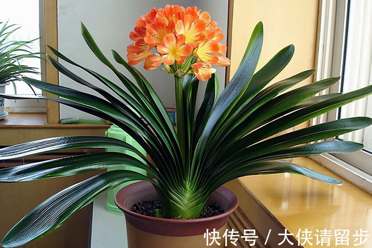 “人养花三年,花养人一生!”家居盆花100种,总有几款你喜欢