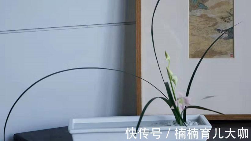 兰花缺“肥”会出现的症状,早点知道才能早“下药”,救命!