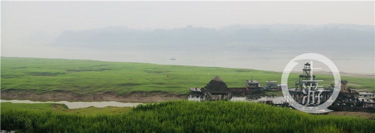 上游新闻|长江边竟藏着一个大草原，简直美哭了！